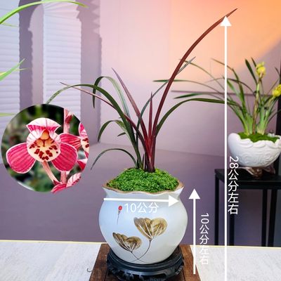 建兰铭品【红草红荷】带陶瓷盆兰花室内客厅绿植盆栽基地种植好养