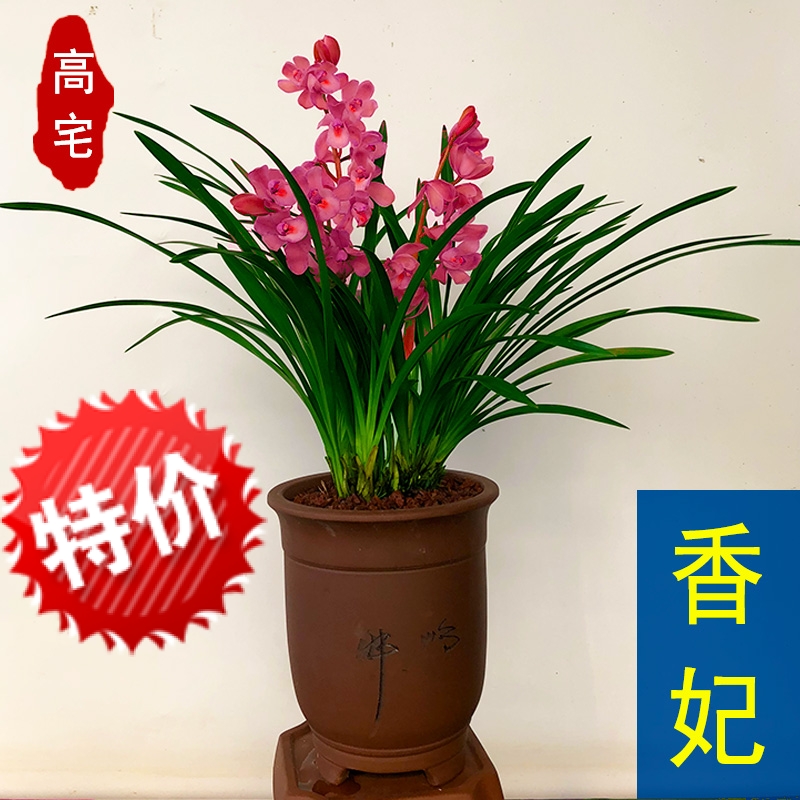 À¼»¨ Ïãåú ºì¹óåú °«ÖÖŨÏ㽨À¼Ëļ¾À¼ À¼»¨Ã绨»ÜÅèÔÔÊÒÄÚÂÌÖ²Îï