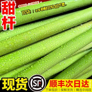 顺丰现货甜杆甜芦粟现砍鲜发甜小甘蔗孕妇水果甜芦苏芦穄顺丰包邮