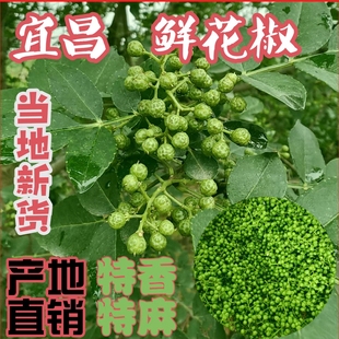 2026年新货湖北宜都特产现摘新鲜青麻花椒农家本地土调料当季采摘