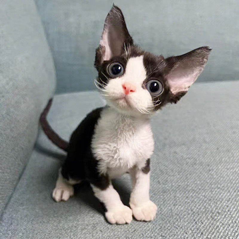 德文卷毛猫幼猫纯种不掉毛小奶猫幼崽高智商虎斑猫咪活体宠物猫舍