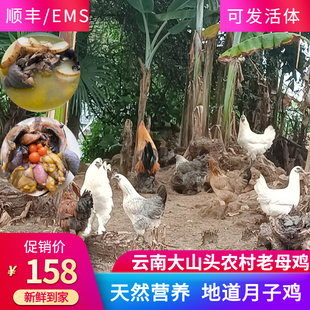 云南农村散养老母鸡跑山鸡无量山乌骨土鸡新鲜柴鸡现杀月子鸡活体