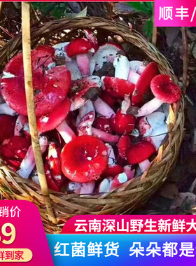 云南野生红菇骨朵干货福建
