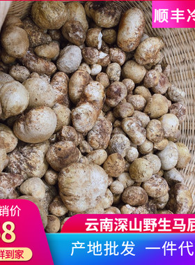 新鲜云南野生马屁泡马皮泡野生菌