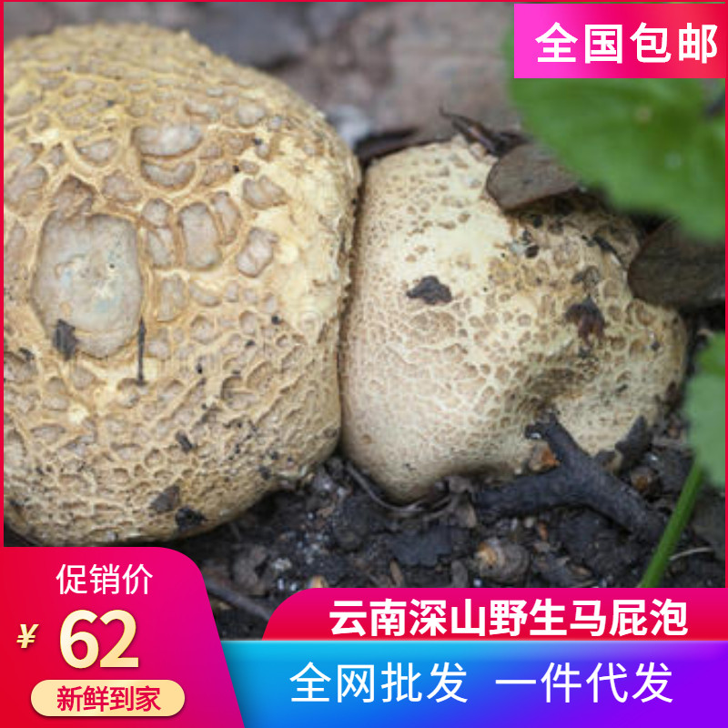 云南新鲜野生菌马皮泡地馒头马勃菌马屁泡地滚子美味山珍野生菌菇