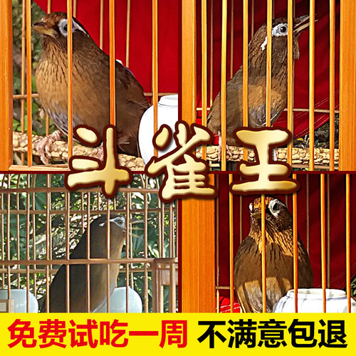 斗雀王手工饲料提性换毛500g鸟食