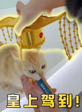 宠物皇帝帽子猫狗通用头套秦始皇