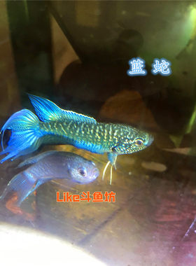 小型活体中国斗鱼