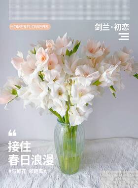 沈阳生活鲜花剑兰鲜切花