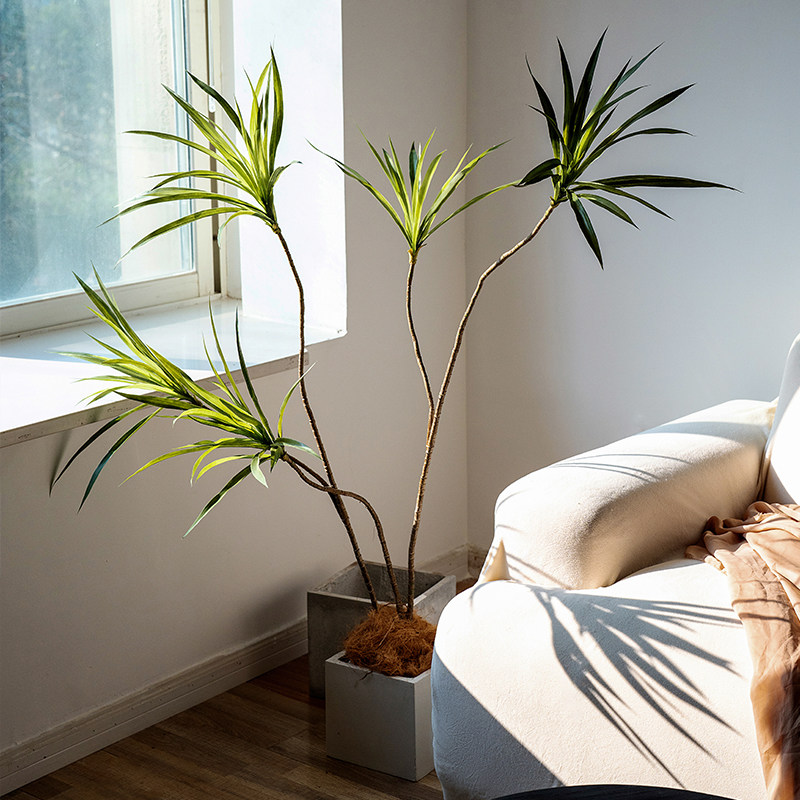 Na家花房仿真千年木侘寂风龙血树