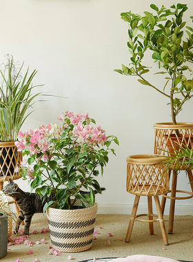 Na家花房 北欧ins风客厅植物竹编花篮装饰龟背竹藤编花盆阳台花架