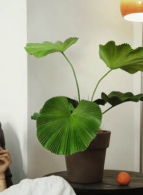 Na家花房圆叶仿真棕榈叶树家居桌面摆设件客厅桌面落地绿植小盆栽