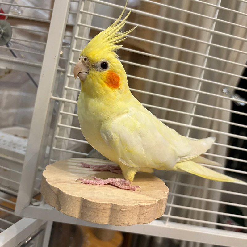 鹦鹉站台木质啃咬松鼠龙猫跳板踏板跳台仓鼠板跳攀爬小鸟站杆平台,宠物/宠物食品及用品,鸟玩具,淘宝优惠券,粉丝福利购,淘宝优惠卷