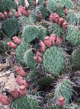 山采野货仙人掌黄花红果剌多现采食用药用观赏
