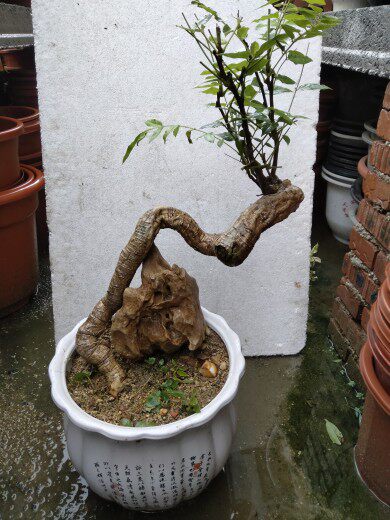 紫藤野生花美丽味芬芳能食能赏爬藤高手