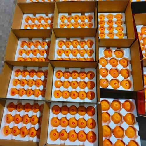 小娅家顺丰包邮涌泉蜜桔正宗农产品无核早熟宫川新鲜水果礼盒装