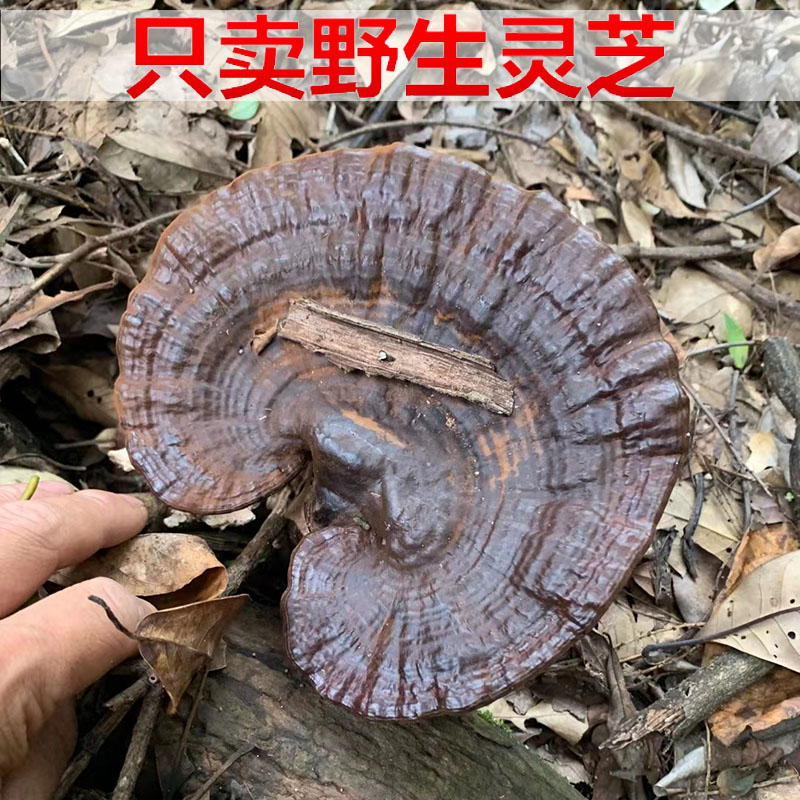 广西深山野生紫灵芝正品整枝林芝不苦黑芝片煮水泡酒非灵芝孢子粉