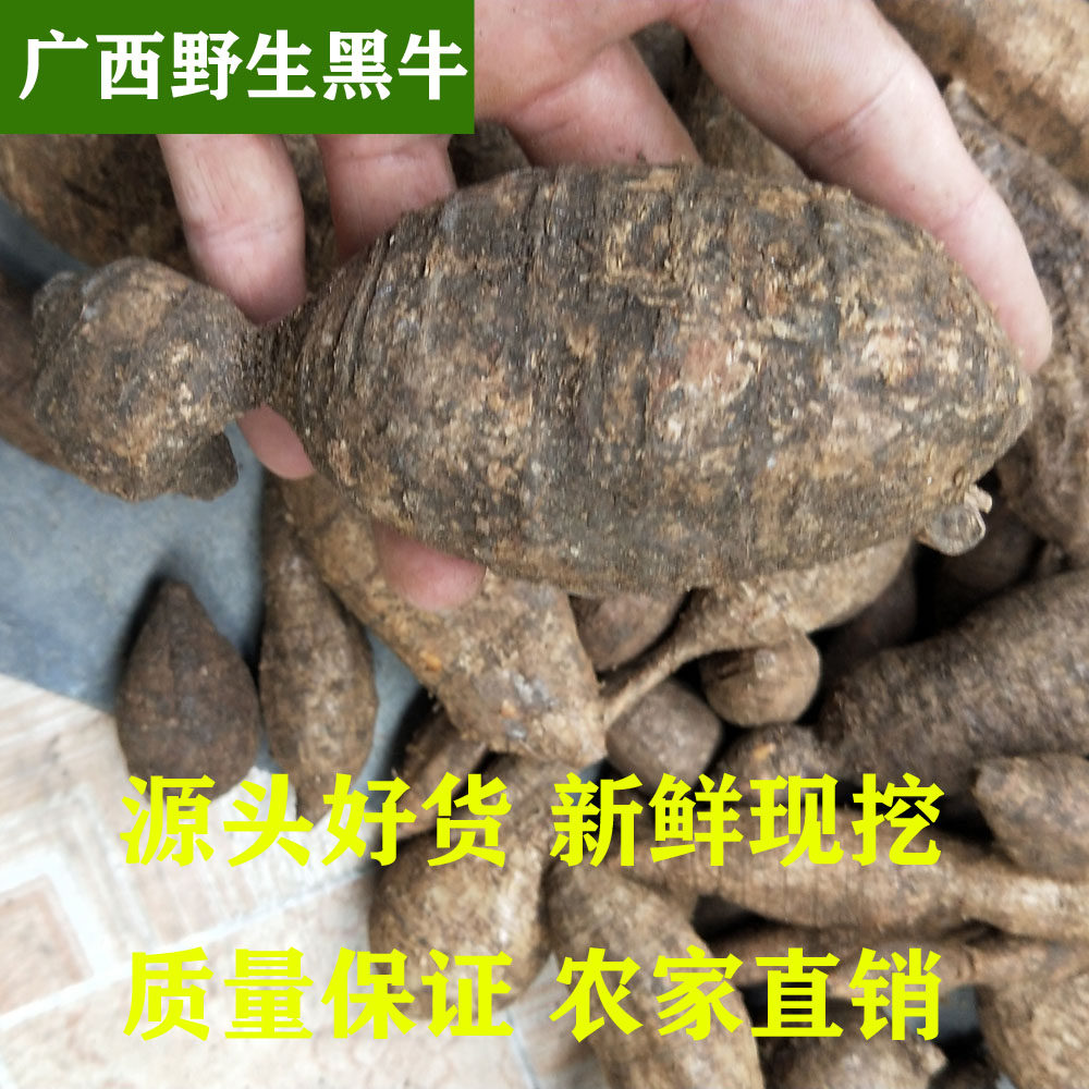 广西深山野生牛大力中药材泡酒男性强肾 特级粉质牛大力新鲜煲汤