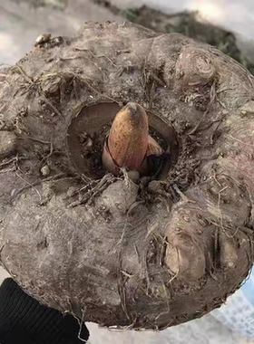 贵州新鲜现挖带泥发货农家自种生魔芋豆腐无添加食用开胃原材料