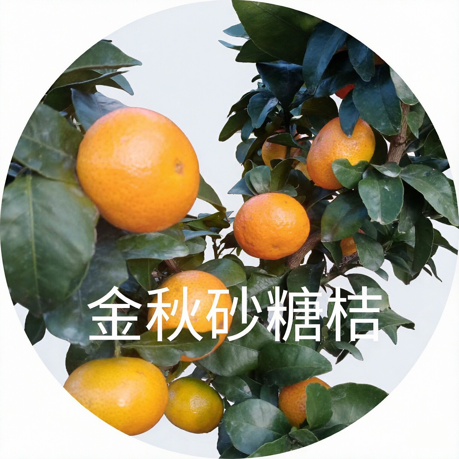 当季新鲜时令水果金秋砂糖桔蜜广南丰蜜桔现摘现采适合各年龄段