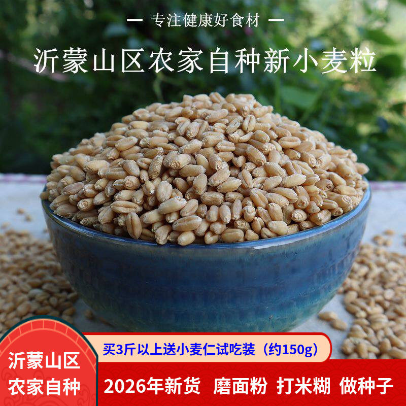 带皮小麦2026年新货发芽磨面粉猫草种子麦芽糖药引子榨汁冬麦500g