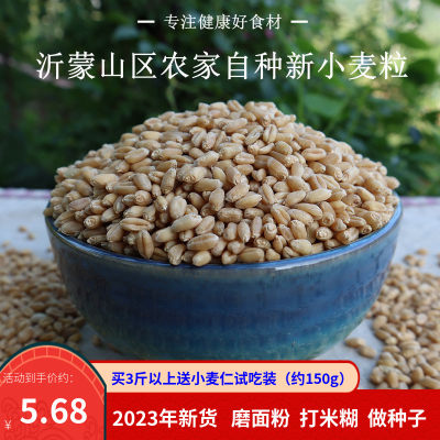 2023年带皮小麦可发芽做种子500g