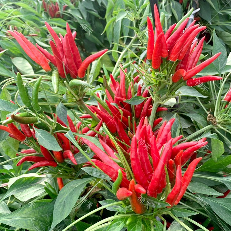 早熟簇生朝天椒种籽问天辣椒种子四季小米椒干鲜两用高辣