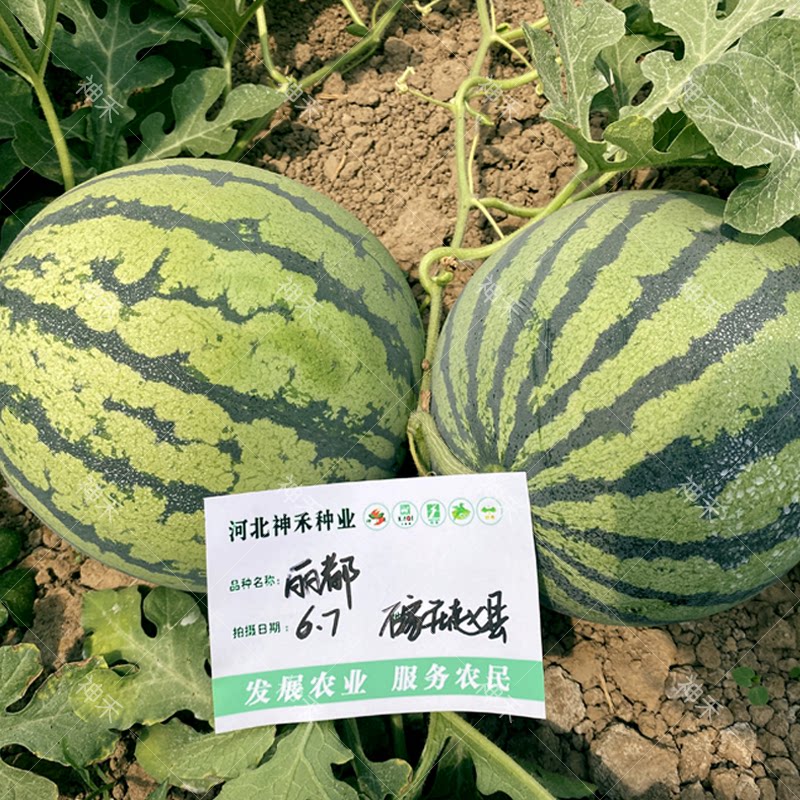 京欣一号西瓜种子籽大果丽都早成熟不空心春季四季阳台蔬菜种籽