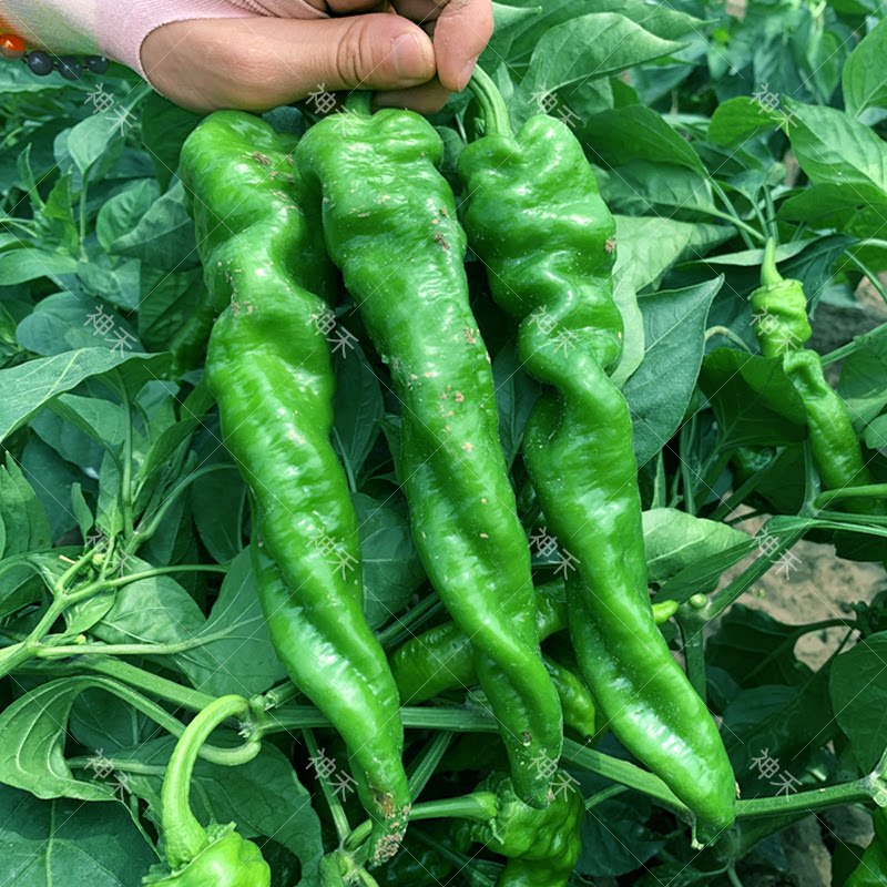 蔬菜种子辣脆螺丝椒种子早熟高产辣度强龙椒一号春秋季阳台盆栽