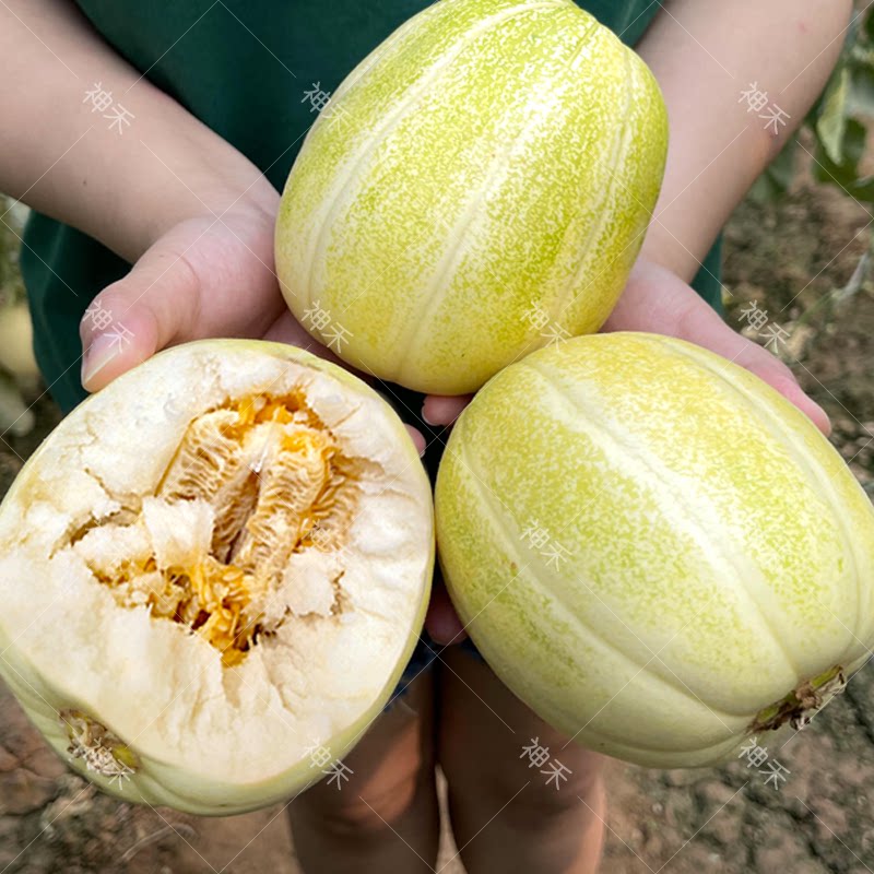 蔬菜水果种子白皮甜瓜香瓜脆瓜甜瓜种子香妃25神禾春季四季菜田园
