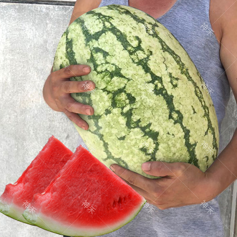 巨型果懒汉硒砂类型西瓜种籽大沙漠明珠耐旱四季水果甜阳台庭院