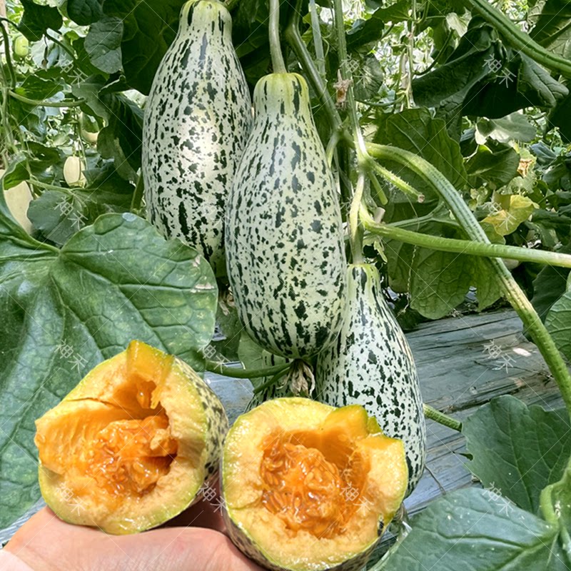 牛角蜜神禾甜瓜种籽超甜高糖羊角酥种孑花皮香瓜春季四季水果种子
