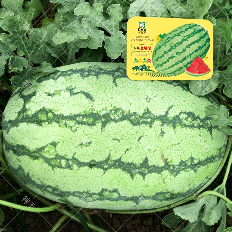 蔬菜种子硒砂瓜种籽金域宝西瓜种子高糖高产耐旱耐湿热花皮懒汉