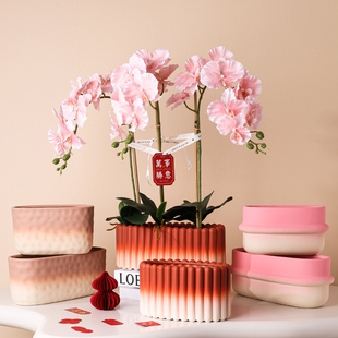 长圆形单株蝴蝶兰专用花盆陶瓷新年年宵北欧简约绿萝办公室有孔