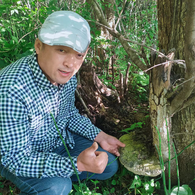 长白山野生榆生拟层孔菌250克整枝正品新货榆木灵芝药用真菌