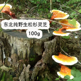 长白山野生松杉灵芝100g农家深山采摘铁杉灵芝 白肉 白心赤芝