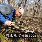 长白山野生东方栓菌250g灰带栓菌新品 干货东方云芝整芝