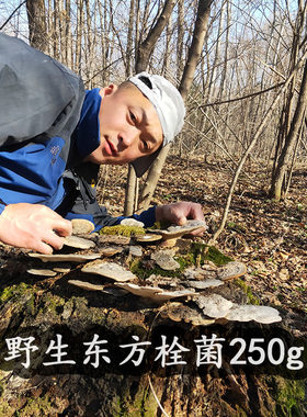 长白山野生东方栓250g灰带栓云芝