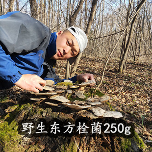长白山野生东方栓菌250g灰带栓菌新品干货东方云芝整芝