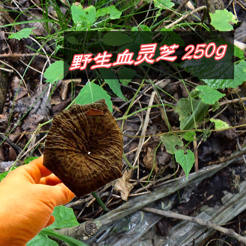 野生灵芝250克黑芝深山正品皱盖假芝玄芝黑肉整枝乌芝可切片打粉