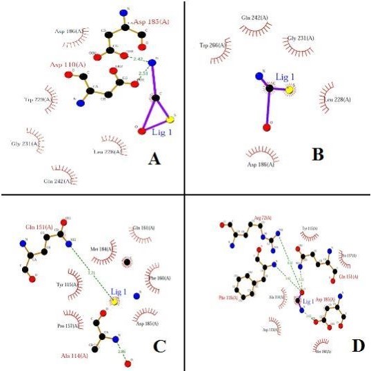 分子对接(molecular docking)/高清图/残基结合情况/对接图