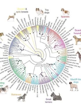 进化树/基因家族分析/作树/系统发育树/发生树/phylogenetic tree