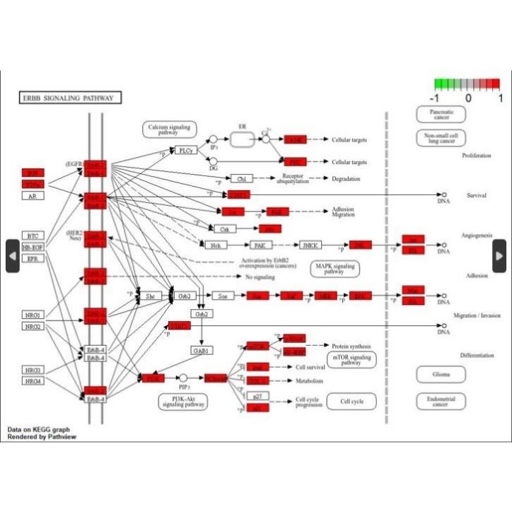 网络药理学 一对一代做 富集分析 KEGG富集 GO富集