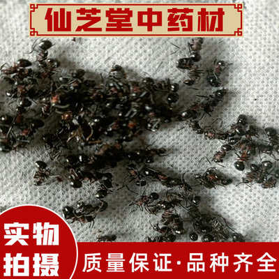 拟黑多刺蚁中药材大黑蚂蚁干泡酒料 保证正品250克包邮可磨粉散装