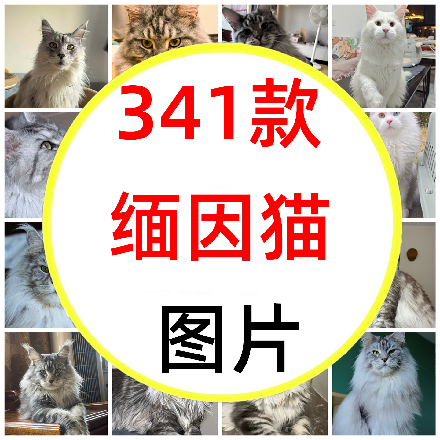 银虎斑缅因猫缅因猫猫咪萌宠可爱库恩猫小猫咪图片素材