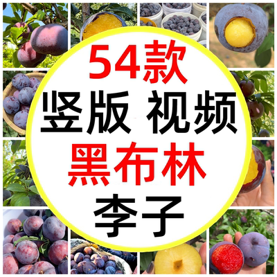 夏日美食黑布林大李子果园水果采摘黑李子黑宝石李子短视频素材