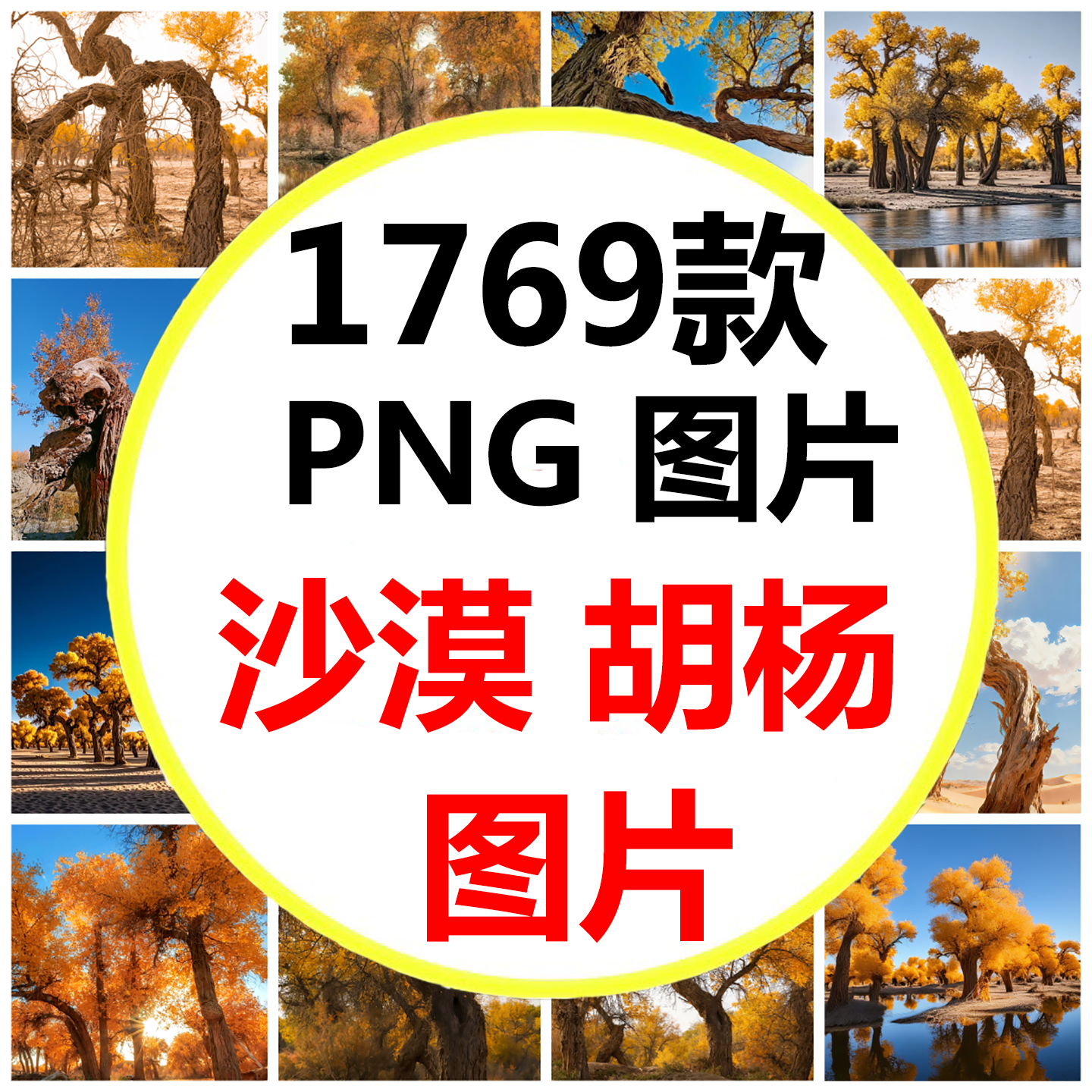 新疆南疆额济纳戈壁滩上的胡杨树沙漠胡杨林高清图片素材 - 实物图