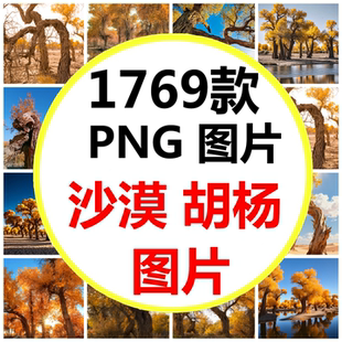 新疆南疆额济纳戈壁滩上的胡杨树沙漠胡杨林高清图片素材