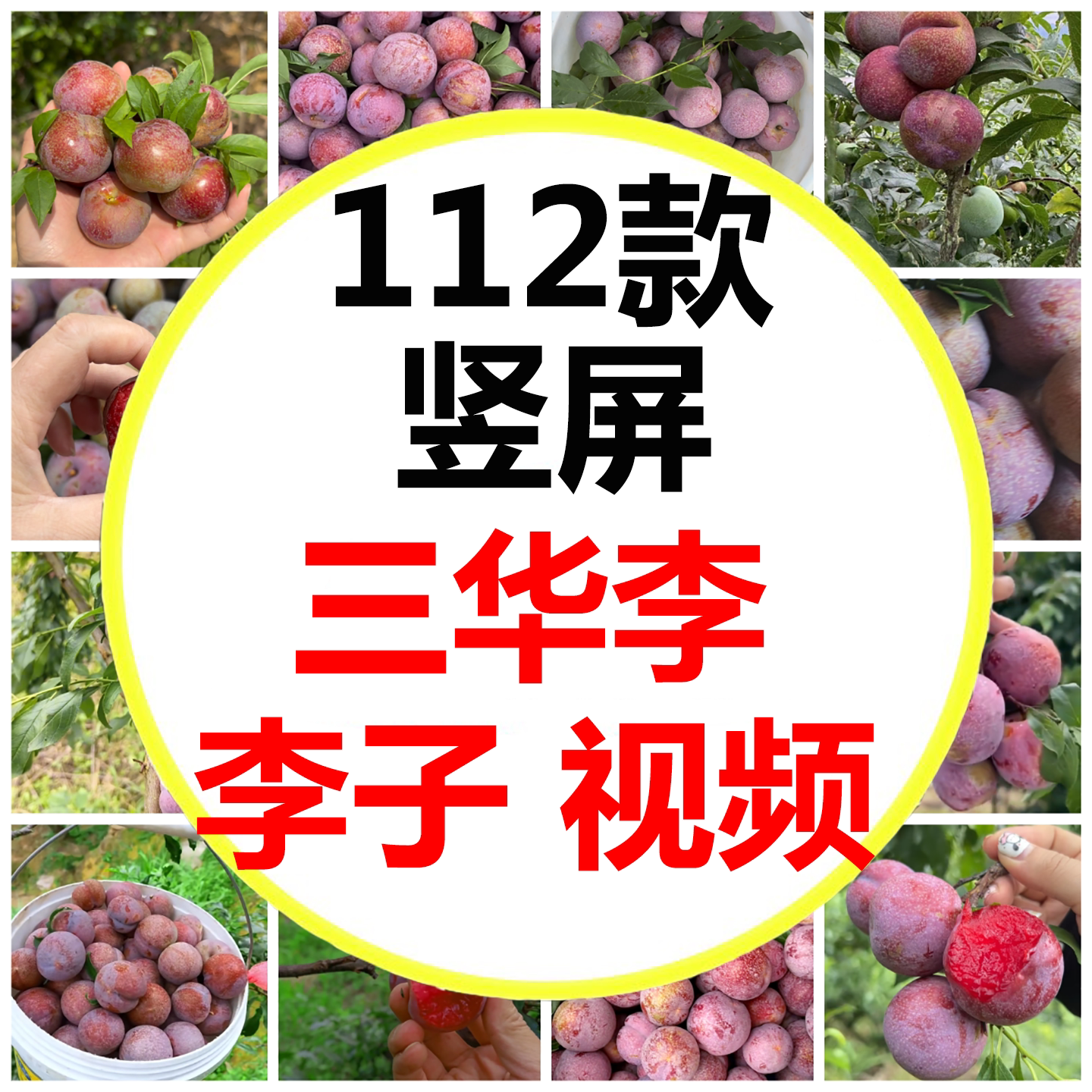 果园李子熟了摘信宜钱排银妃三华设计素材/源文件