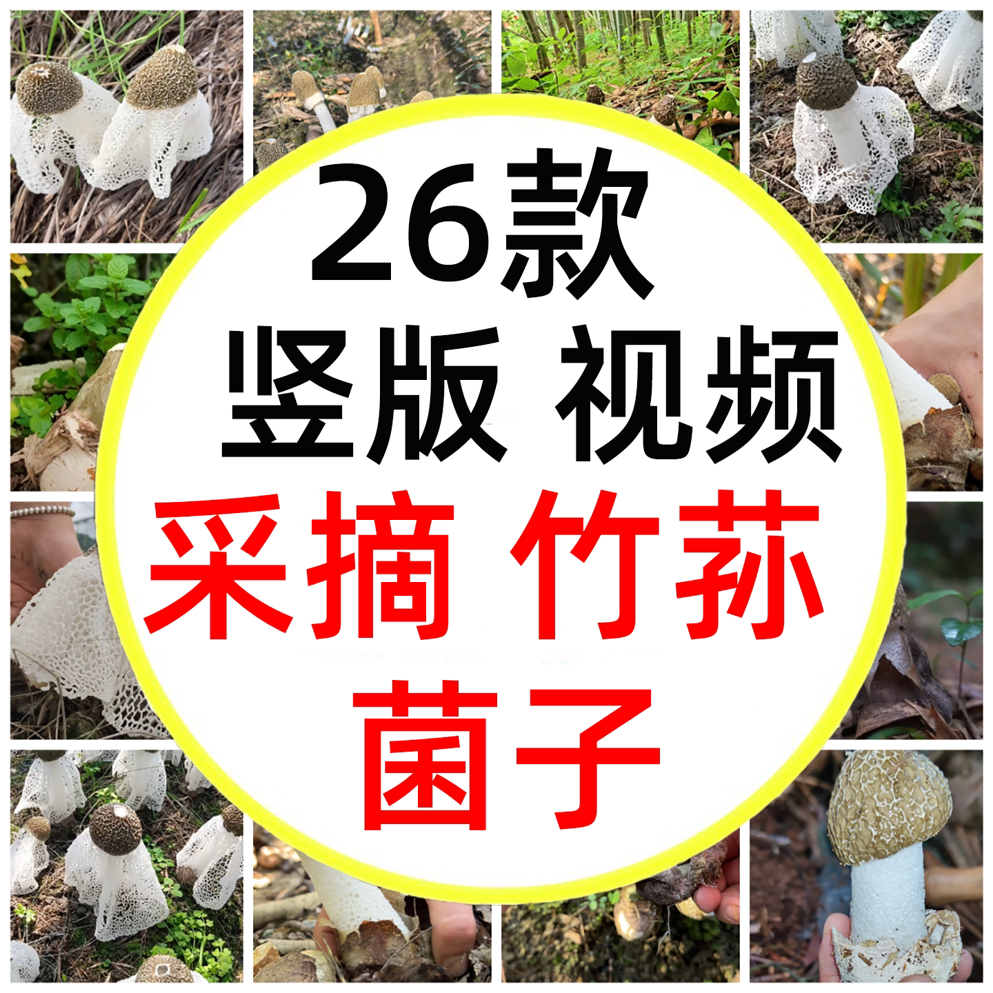 捡菌子季节采蘑菇捡竹荪捡菌子捡竹荪蛋长裙竹荪短视频素材图片